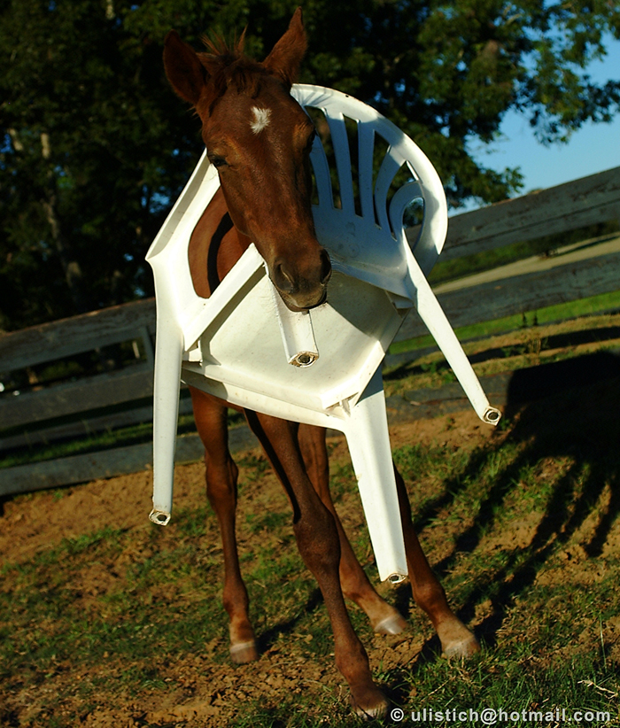 Gussi and the chair !