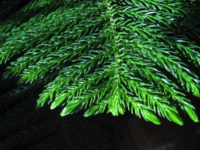 Spines on the frond