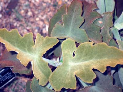 Velvety Oak Leaves