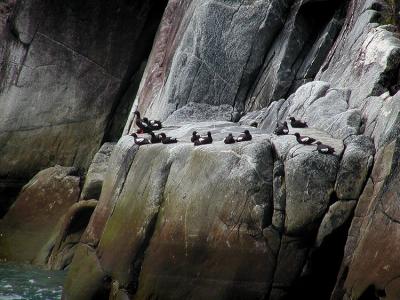 Pigeon Guillemot