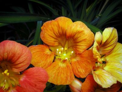 Nasturtium.jpg