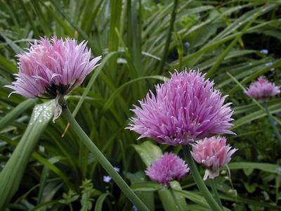 Chives.jpg