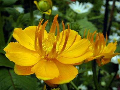 Trollius