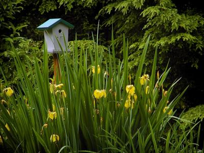 garden bird house