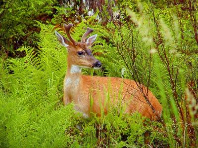 Sitka Blacktail Buck #2