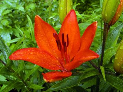 Orange Lily.jpg