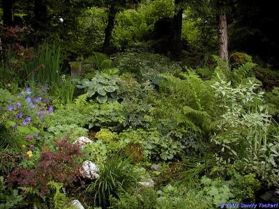 Woodland Garden.jpg