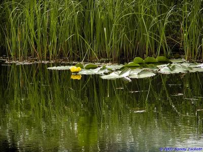 Water Lily Reflection.jpg