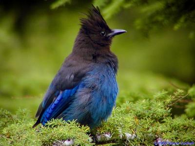 Steller 'sJay #2