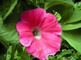Petunia.jpg