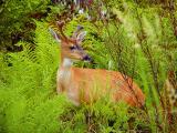 Sitka Blacktail Buck #2