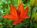 Orange Lily.jpg