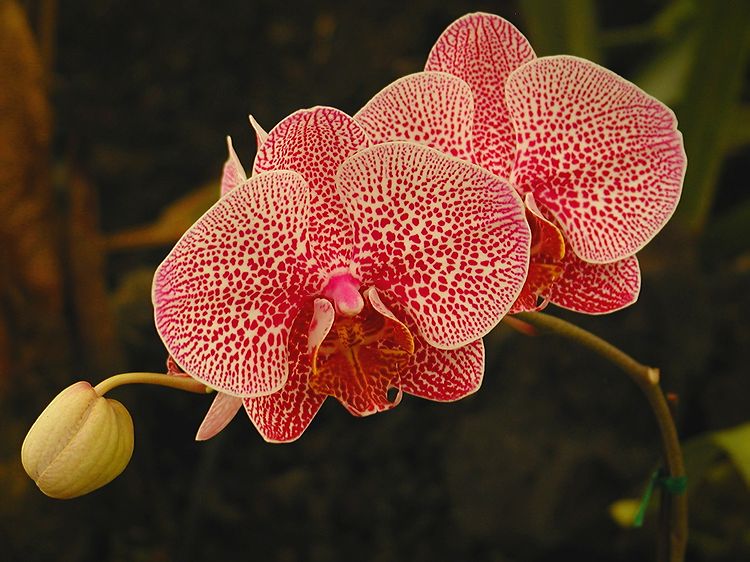 P1300001c.jpg