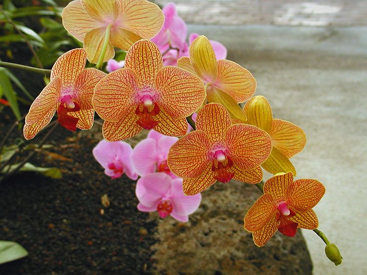 P1300008c.jpg