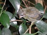 CIP curiosa la pianta