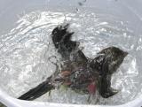 CIP tutto immerso in acqua