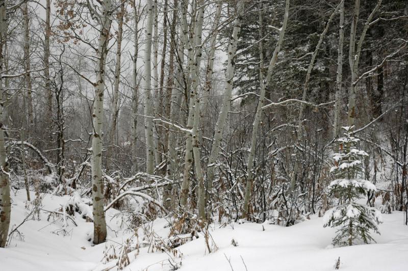 Aspen with Non-Native Evergreen DSC_2267.jpg