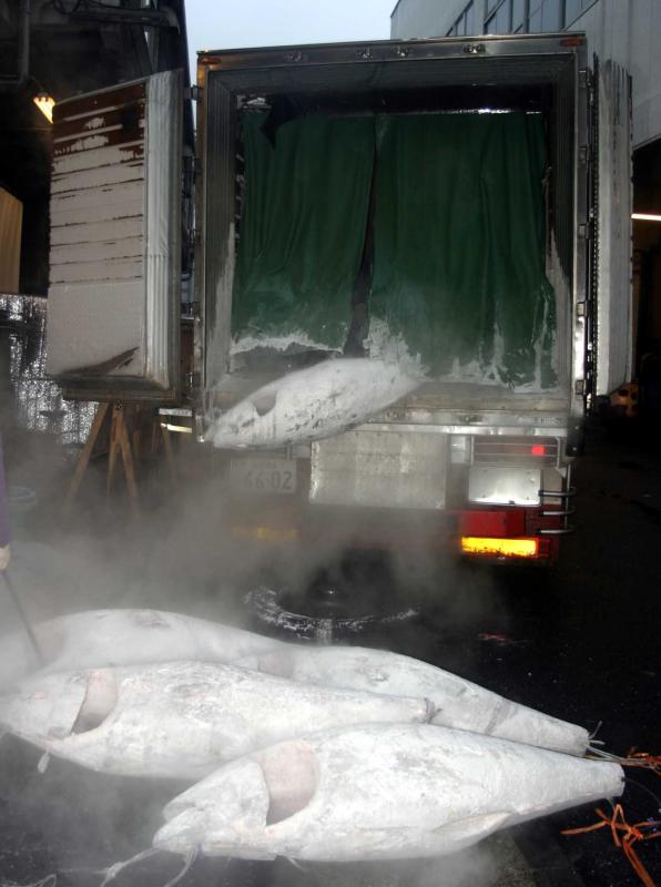 Daily Tuna Auction at the Tokyo Tsukiji Fish Market