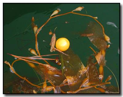 Floating Fruit with Seaweed Frame