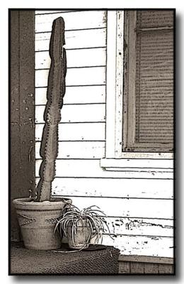 Cactus on the Porch