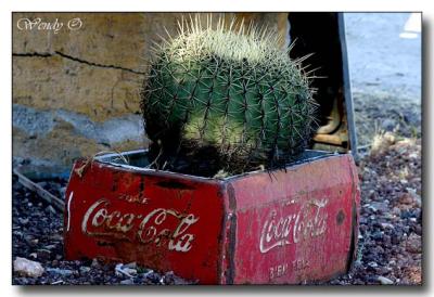 Cactus & Coke