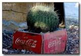 Cactus & Coke