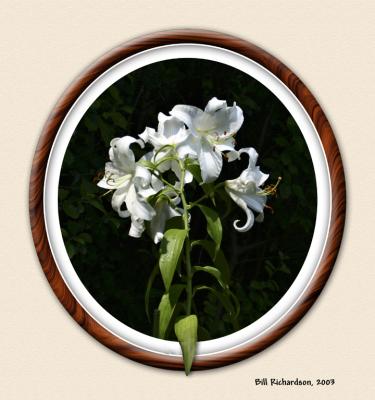 lilies framed jpg4dpr.jpg