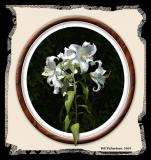 lilies framed jpg4dprwedgeeffect.jpg