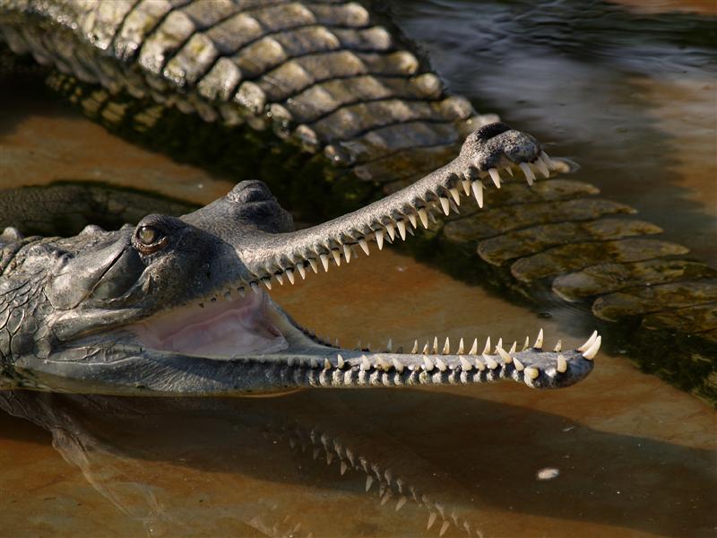 Gharials