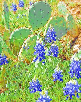 Texas Bluebonnets & Cactus