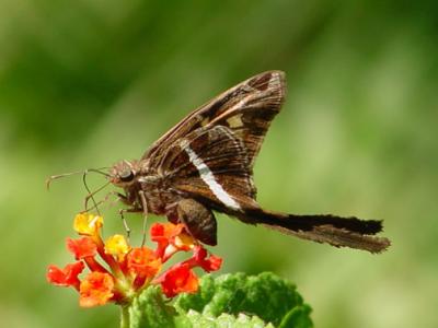 white striped longtail