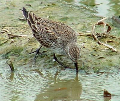 Sandpipers/Willets/Plovers