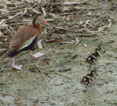 Black-bellied whistling duck with young