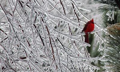 Cardinal 14.jpg
