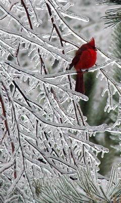 Cardinal 4.jpg