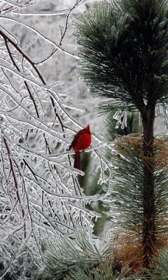 Cardinal 9.jpg