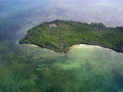 Mangrove island.jpg