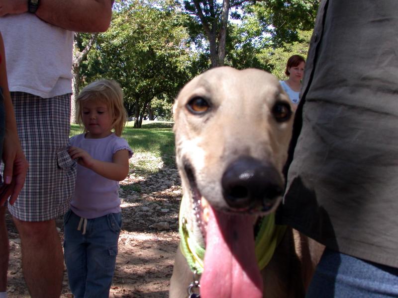 Greyhound smile