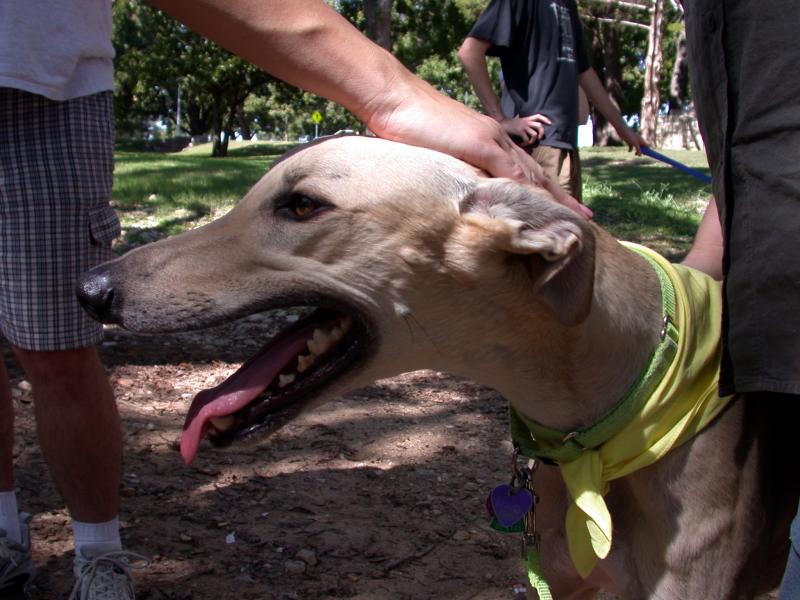 Greyhound smile