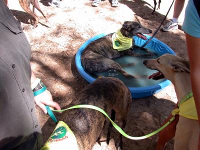 Greyhound relaxing in the pool