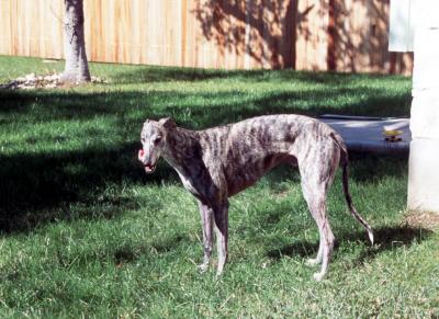 Roman in the back yard