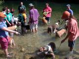 Greyhounds Wading about in Barton Creek