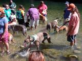 Greyhounds Splashing about in Barton Creek