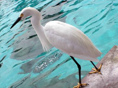 Snowy Egret (local bird in park) -  Taken at Seaworld, San Diego, 2002