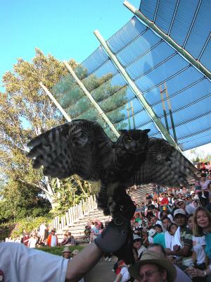 Big horned Owl - Taken at San Diego Wild Animal Park