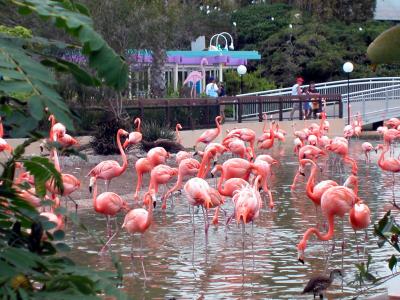 Flamingos -  Taken at Seaworld, San Diego, 2002