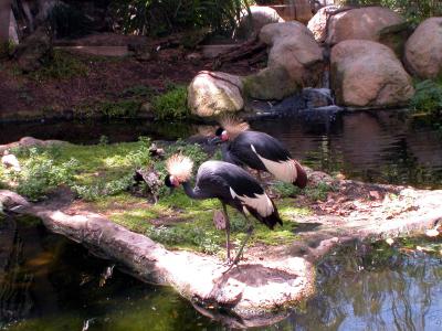 African Crowned Crane - San Diego Wild Animal Park