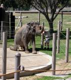 Asian Elephant - San Diego Wild Animal Park