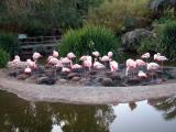 Flamingos - San Diego Wild Animal Park
