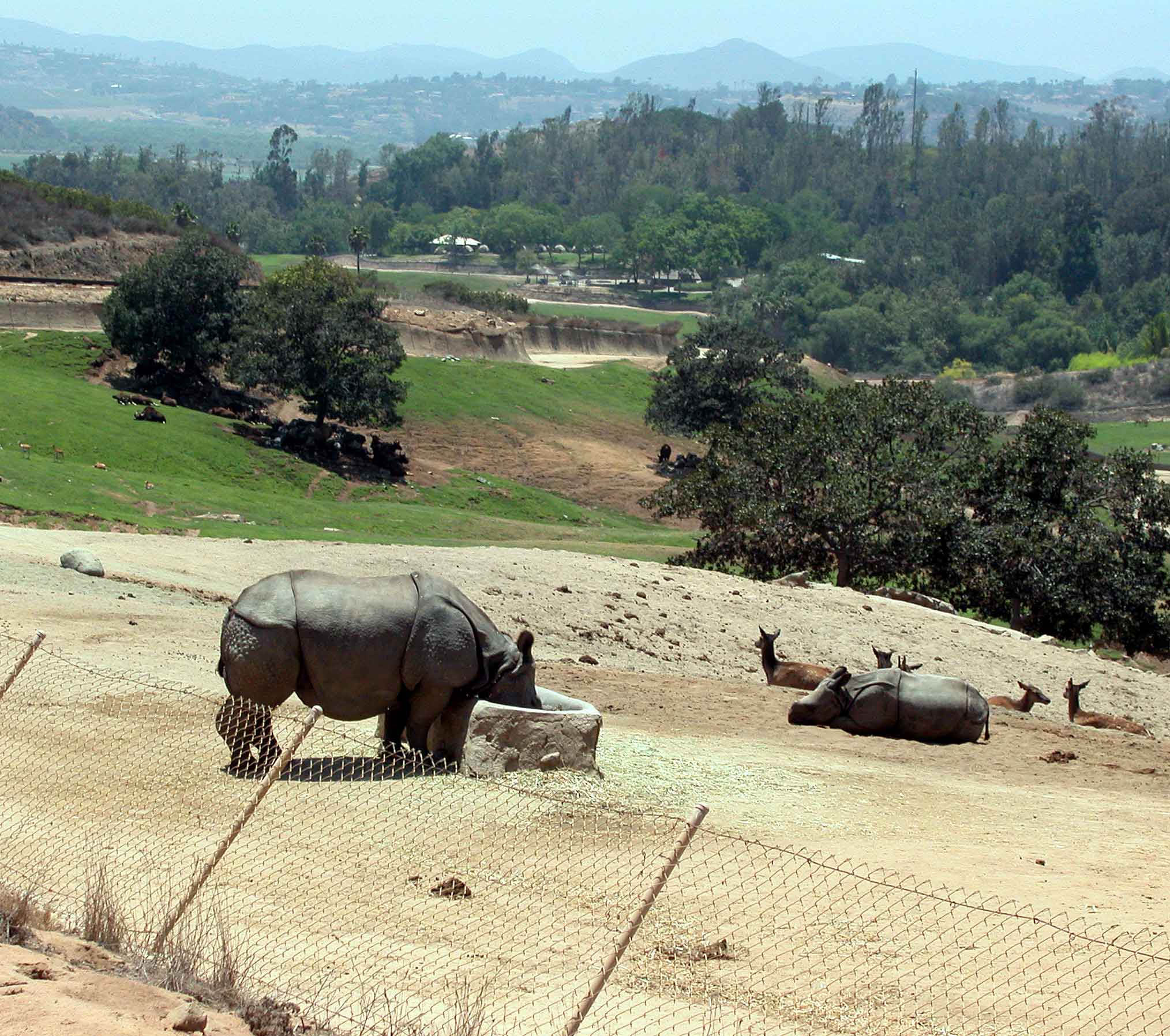 Rhino - San Diego Wild Animal Park
